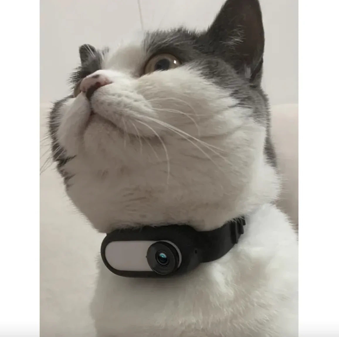 Wireless Pet Collar Camera - Indoor & Outdoor Recording for Cats and Dogs